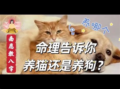 猫五行|从八字命理看养猫